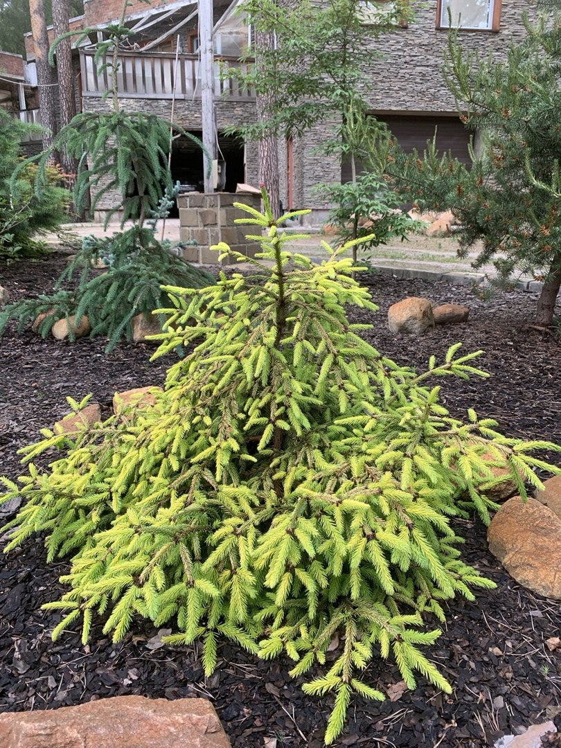 Picea abies ‘Dandylion’