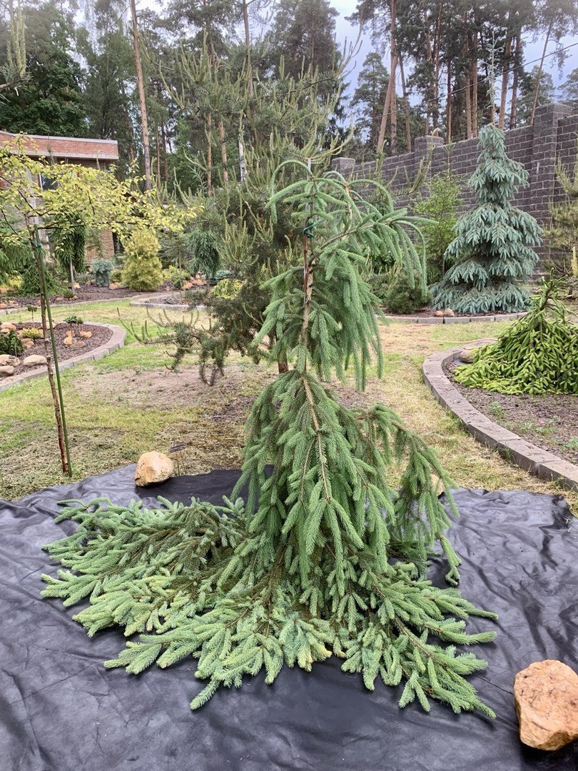 Picea mariana ‘Laurentian Falls’
