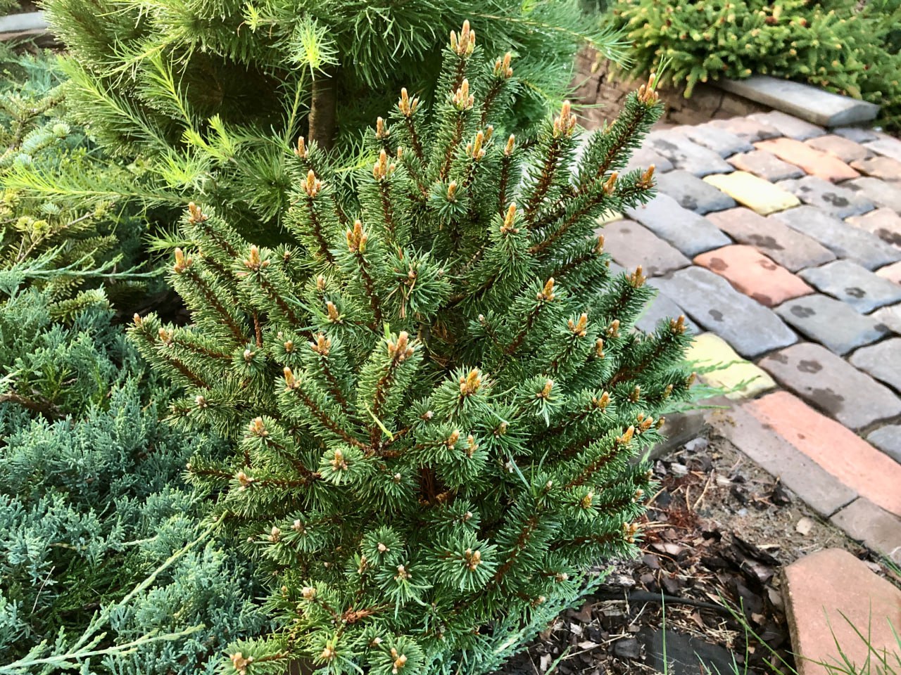 Pinus mugo ‘Minima Kalous’