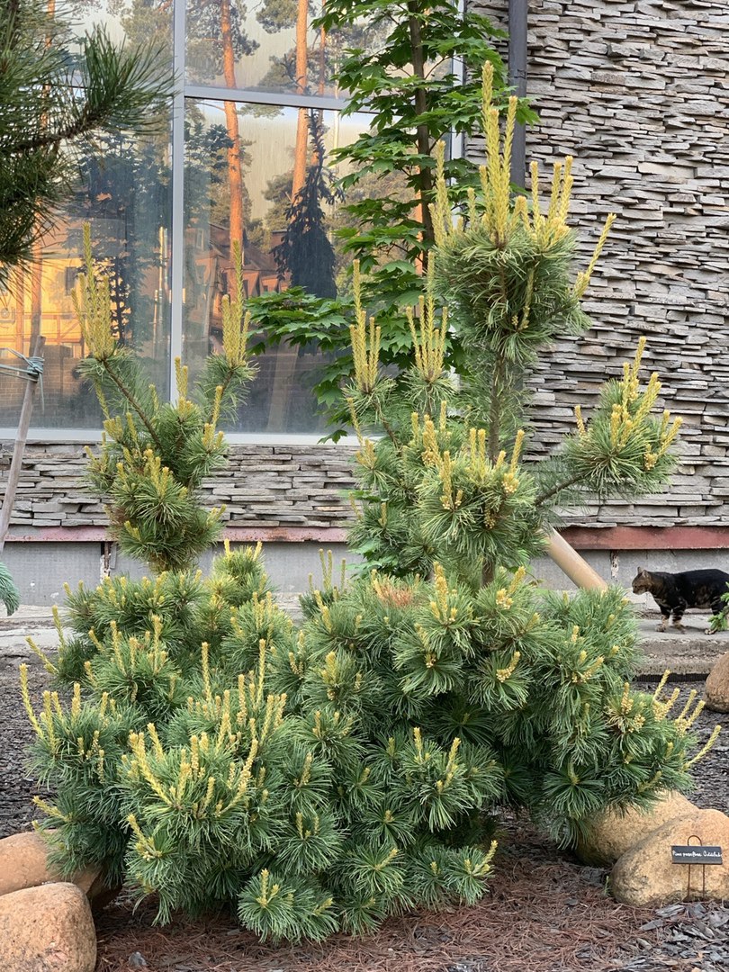 Pinus parviflora ‘Goldilocks’