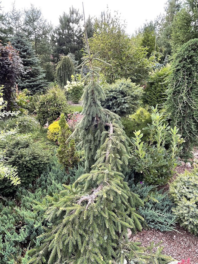 Picea omorika ‘Pendula’