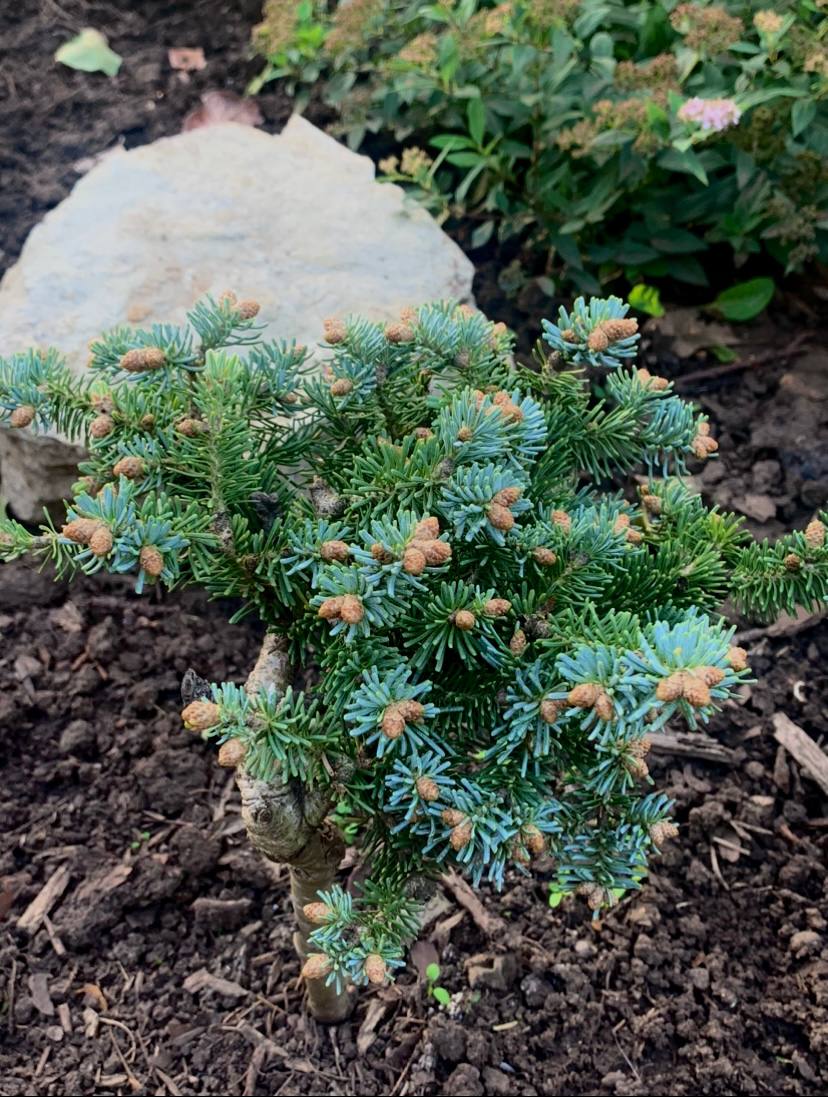 Abies lasiocarpa ‘Jorg’
