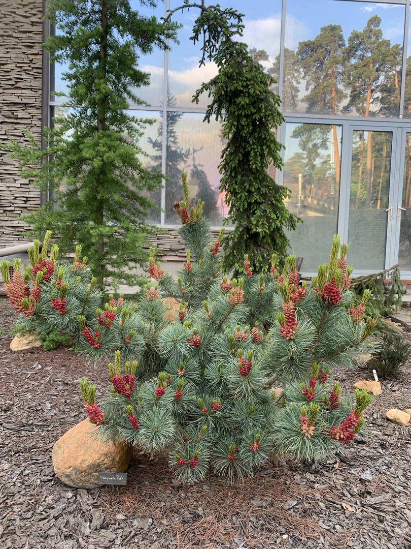 Pinus pumila ‘Park’