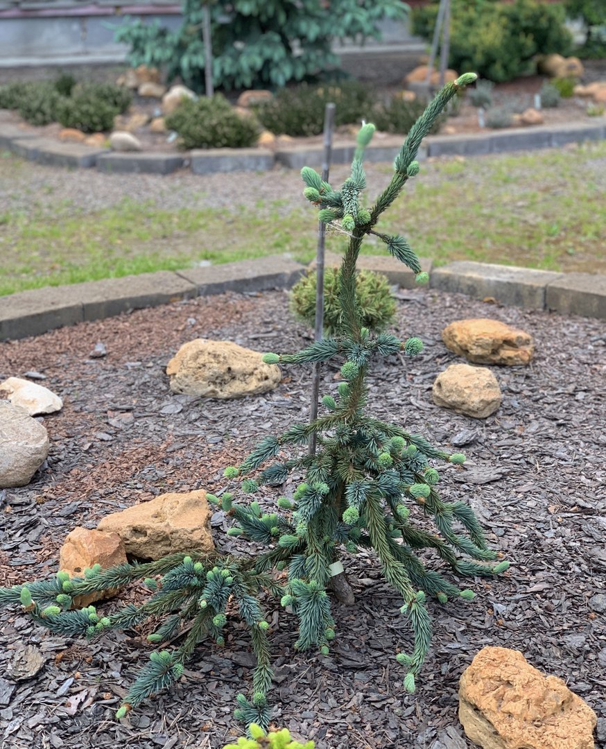 Picea pungens ‘Virgata’