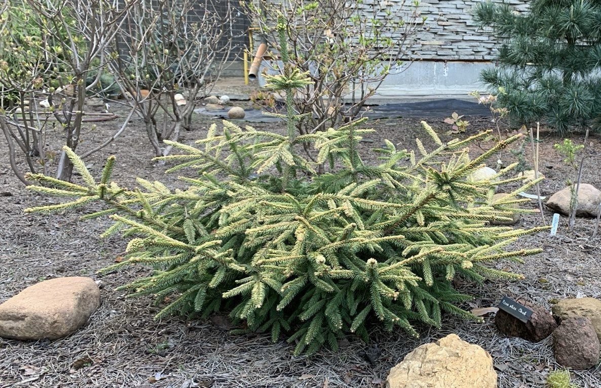 Picea abies ‘Chub’