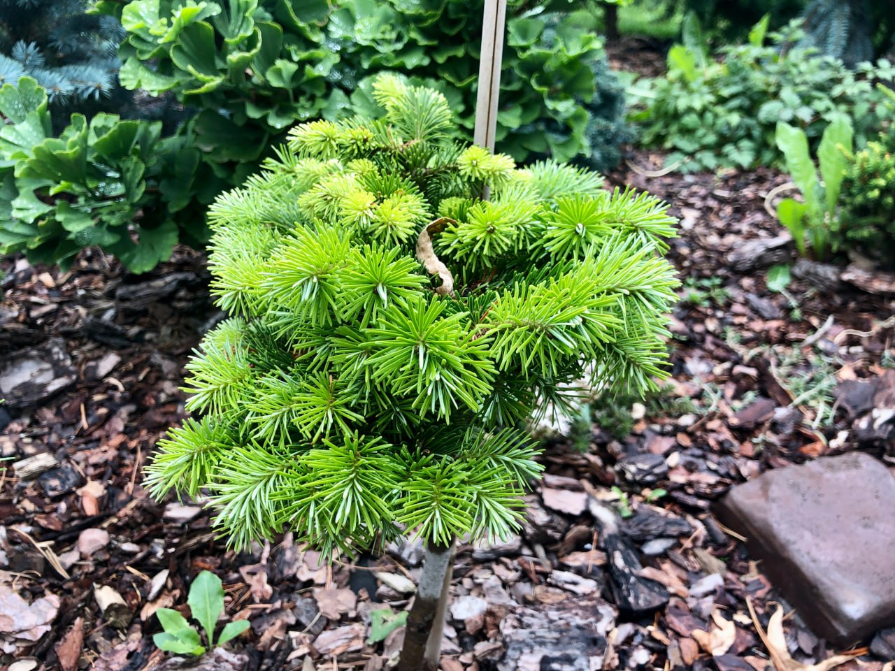 Abies sibirica 'Totem'