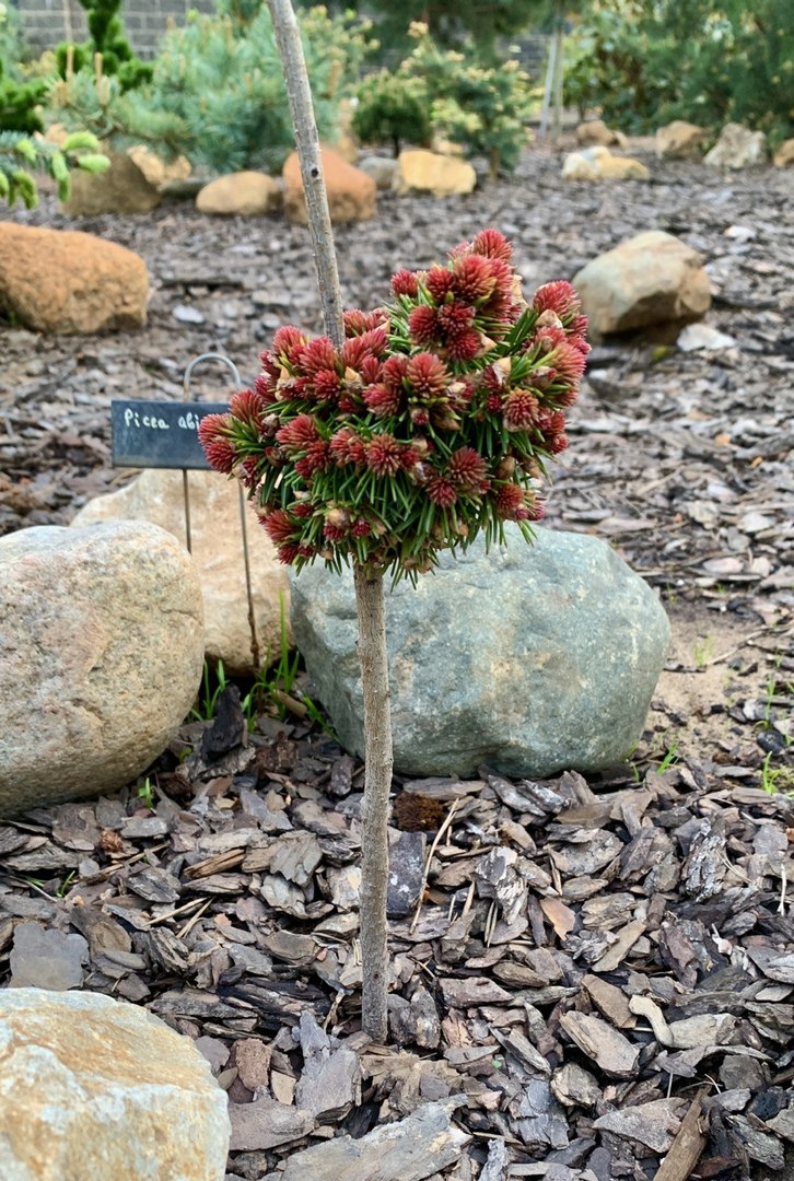 Picea abies ‘Spring Fire’