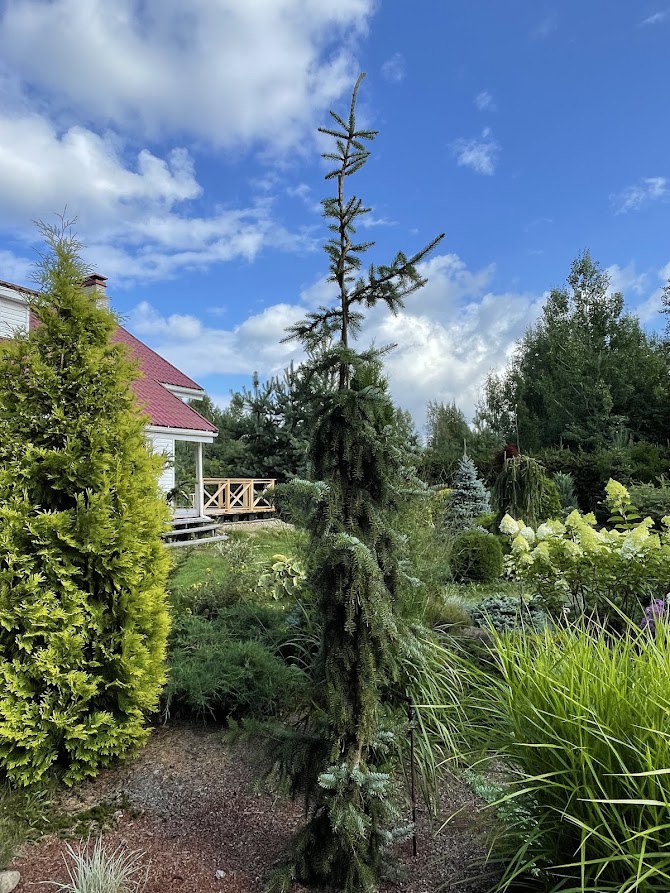 Picea omorika ‘Pendula Bruns’