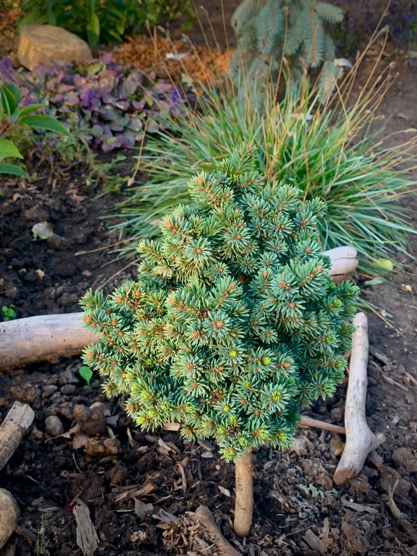 Picea abies ‘Terminal’