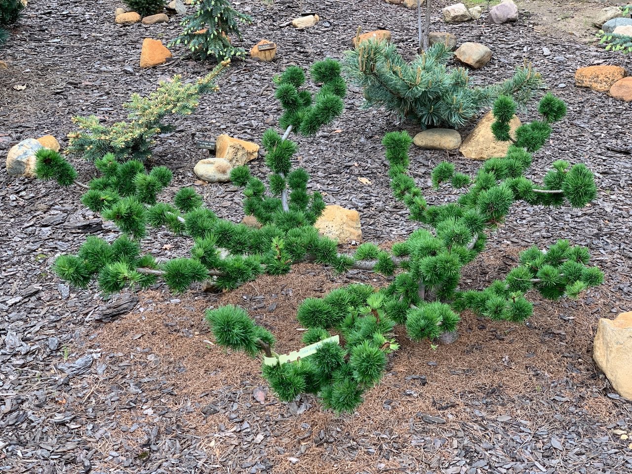 Larix decidua ‘Krejci’