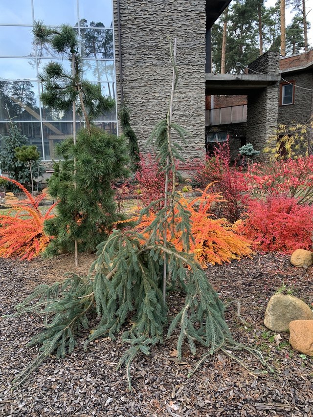 Picea mariana ‘Mont Tremblant’