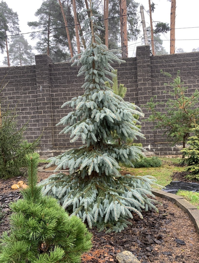 Picea engelmannii ‘Bush’s Lace’