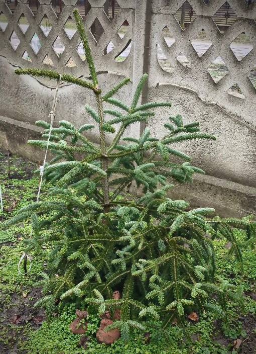 Abies Vilmorini (A.pinsapo*A.cephalonica)