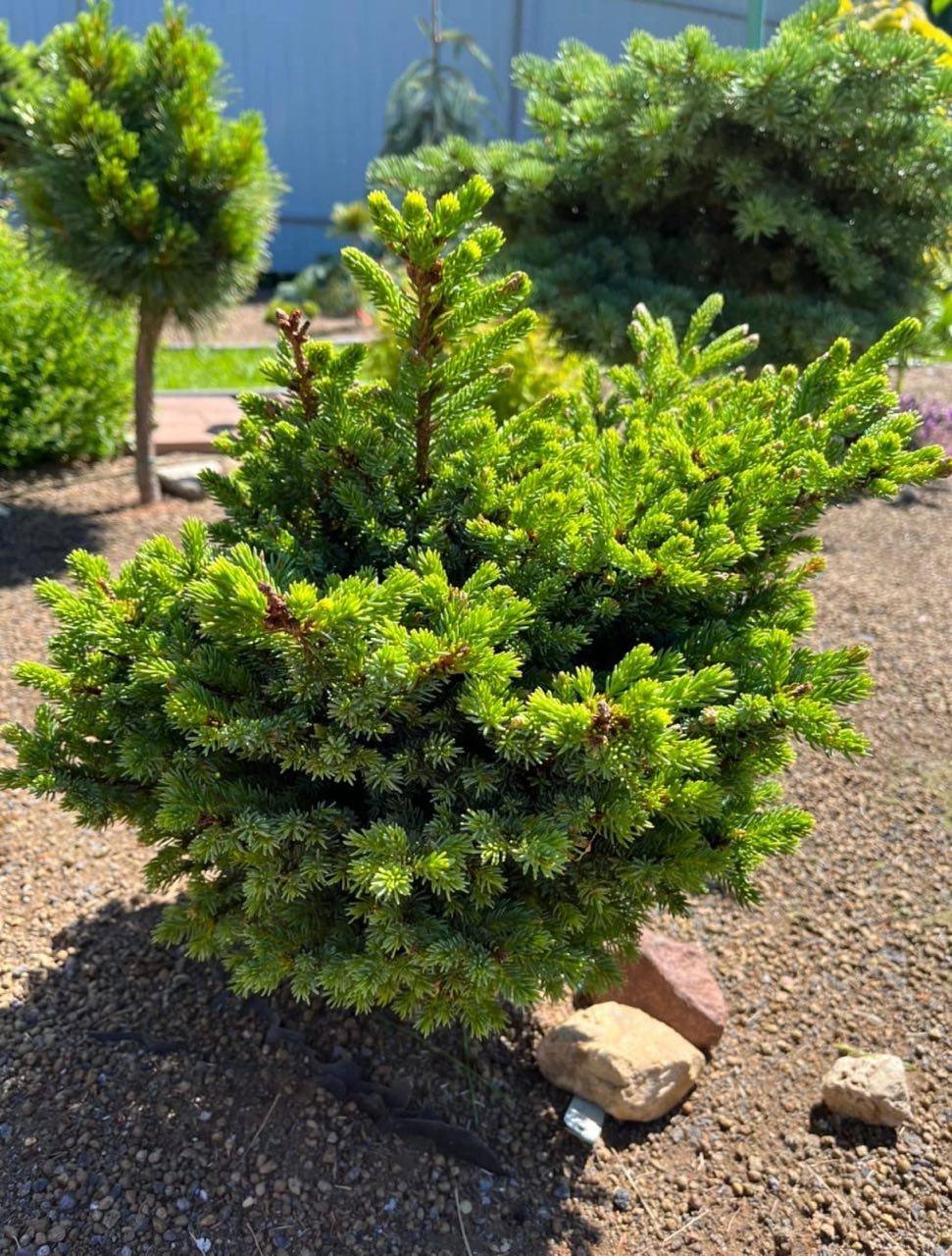 Picea glehnii 'Chitosemaru'