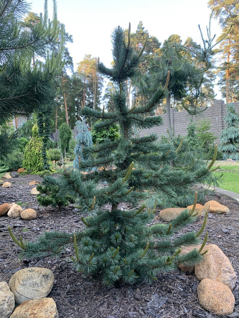 Pinus aristata