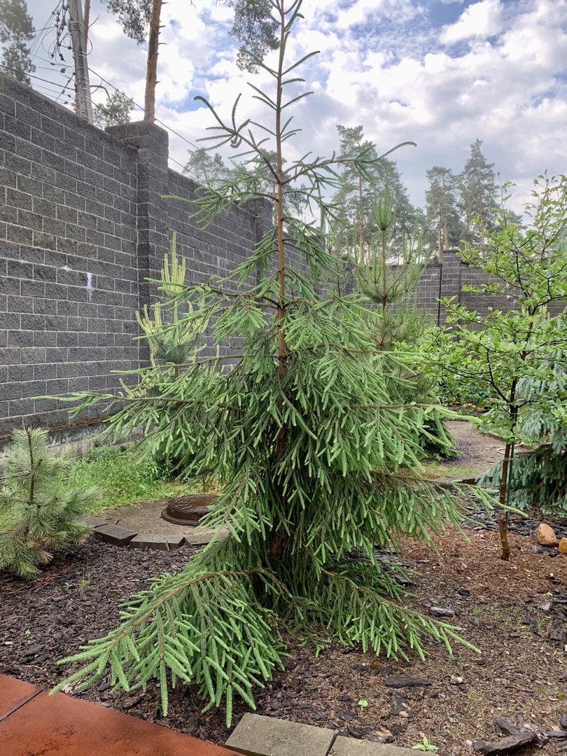 Picea abies ‘Pruhoniceana’