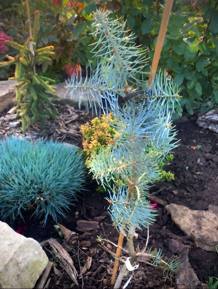 Abies concolor ‘Ice Peak’