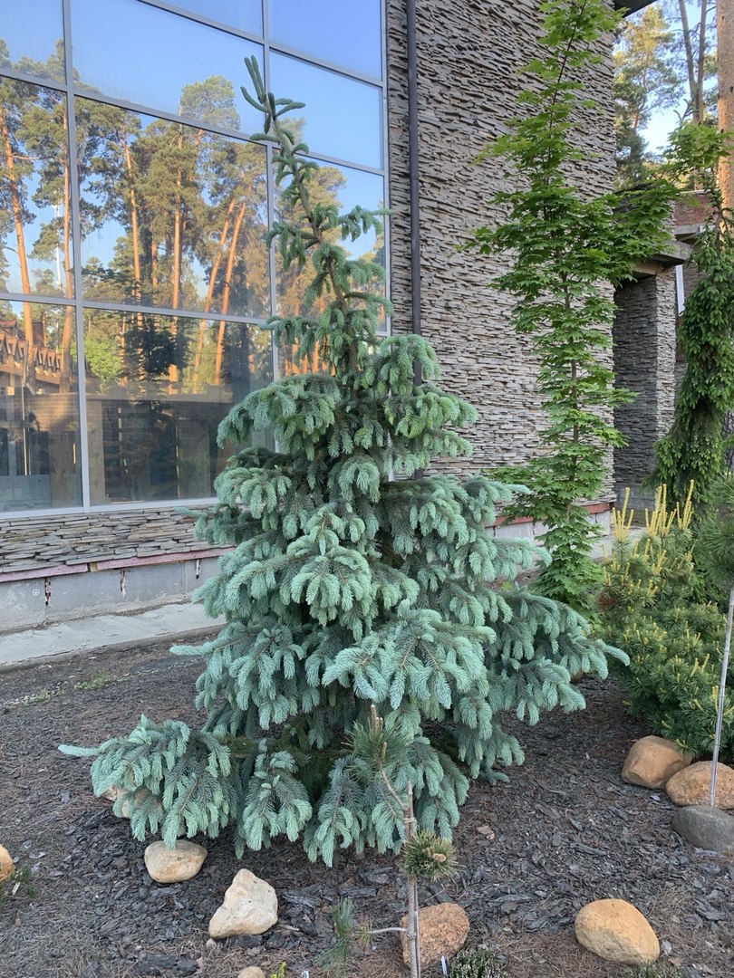 Picea engelmannii ‘Glauca’