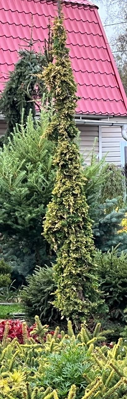 Juniperus horizontalis ‘Mother Lode’