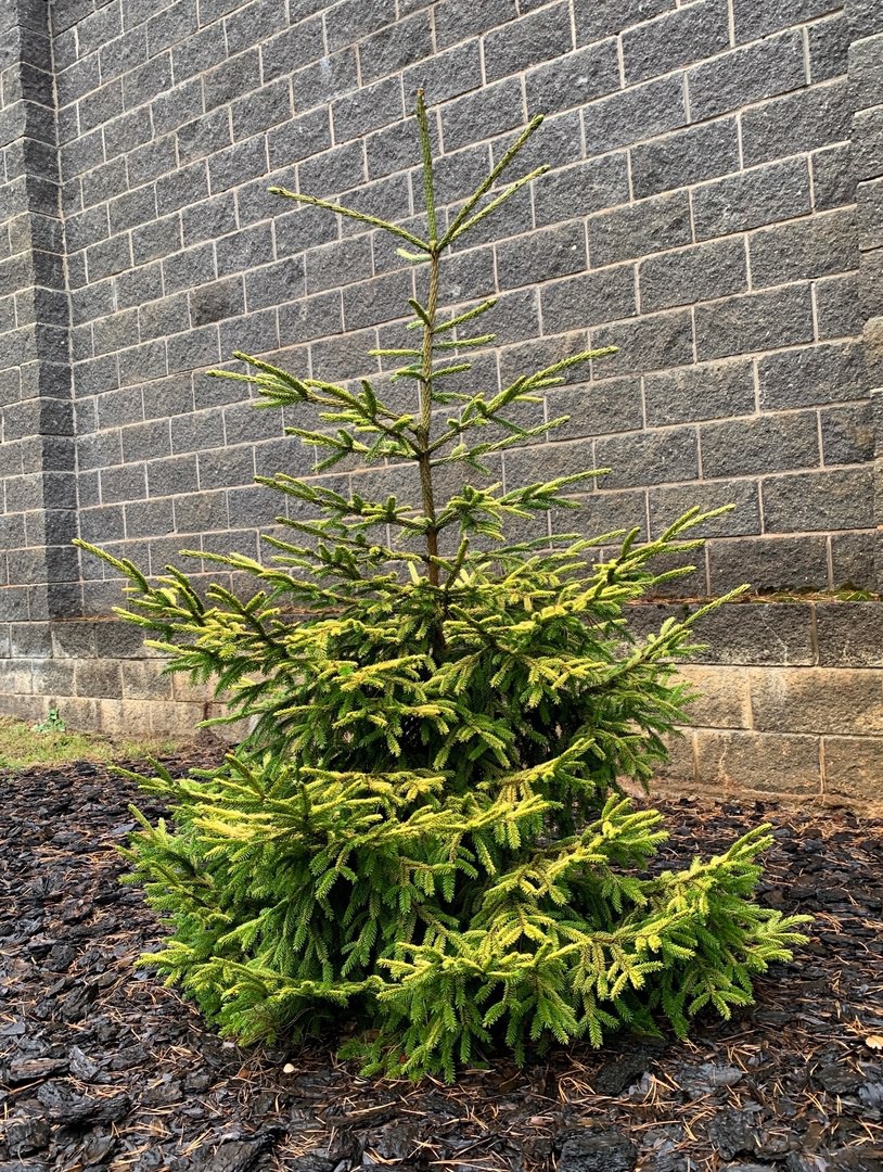 Picea orientalis ‘Skylands’
