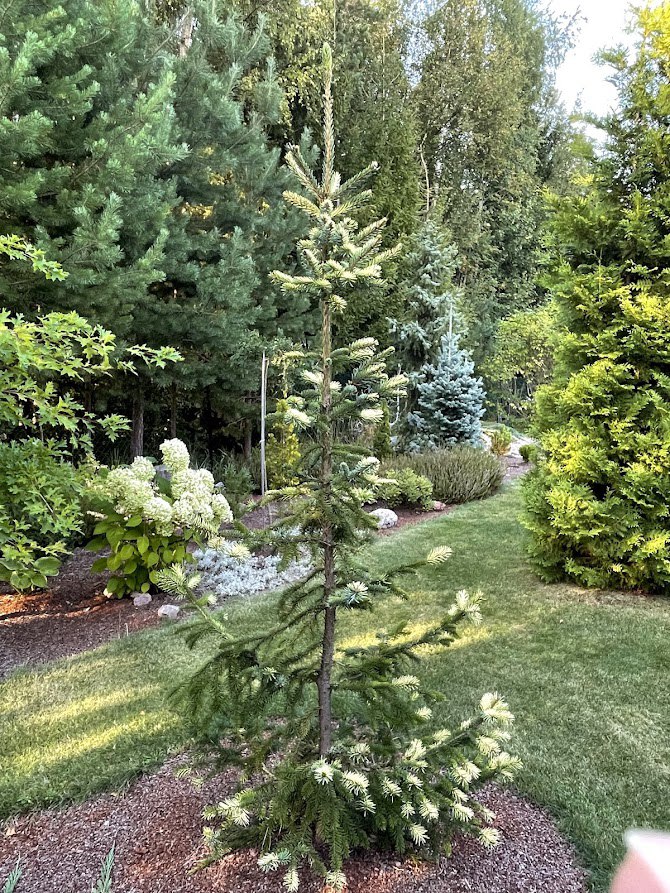 Picea omorika ‘Filip’s Spring Sensation’