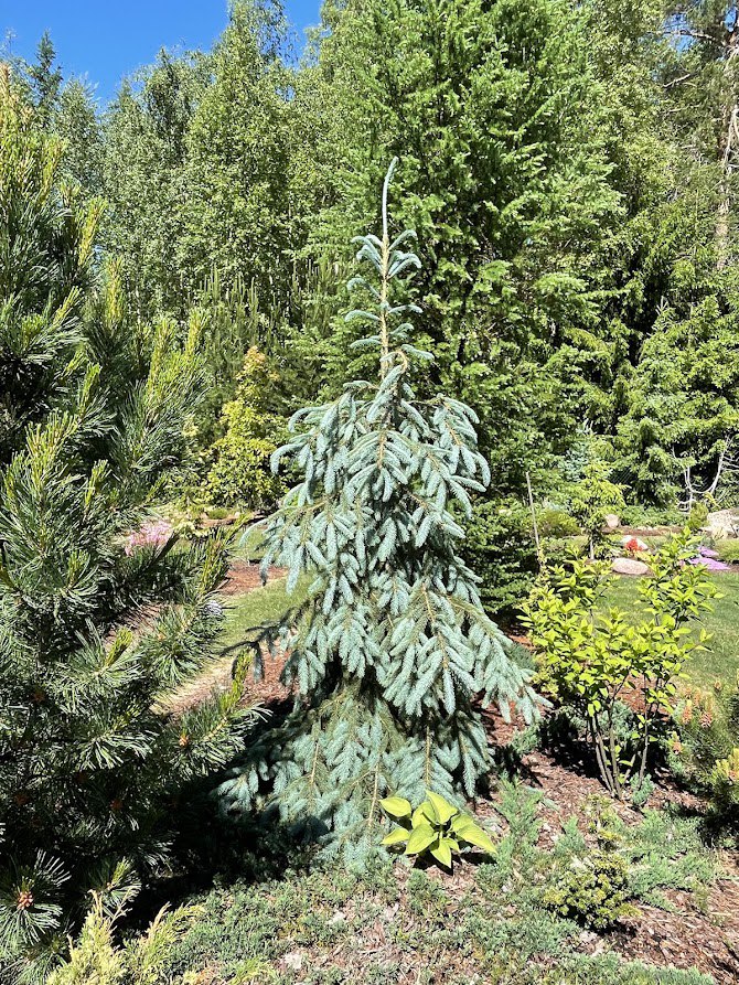 Picea engelmannii ‘Bush's Lace’