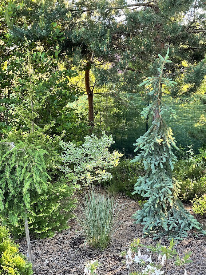 Picea pungens ‘Pendula Mlynki’