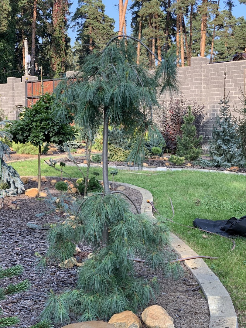 Pinus strobus ‘Pendula’