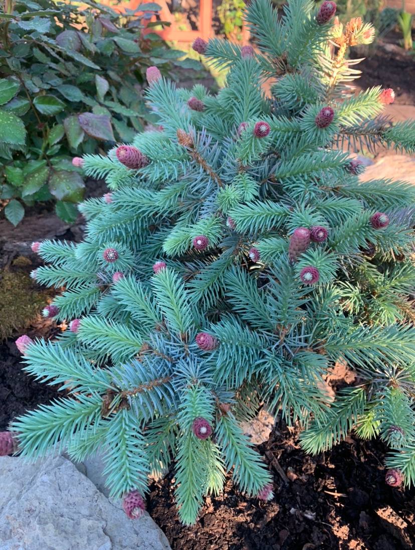 Picea pungens ‘Hermann Naue’