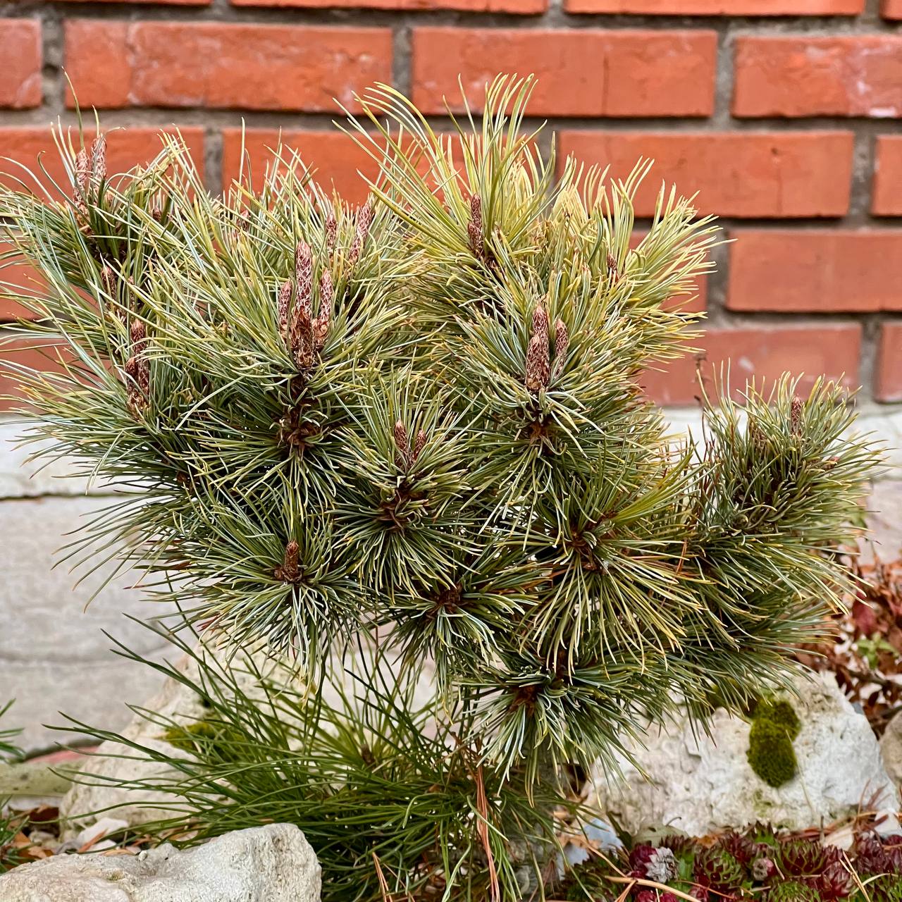 Pinus pumila ‘Khamar-Daban’